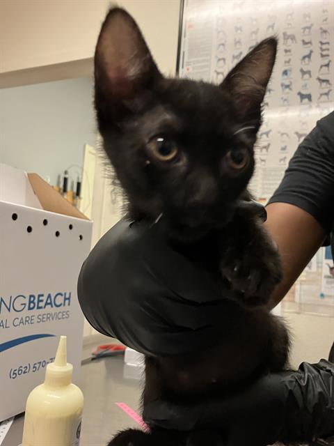 Shelter Stray Female Cat last seen Near BLOCK BLCK OLIVE AVE, LONG BEACH, CA 90802, 7700 E Spring St, Long Beach, CA 90815, USA