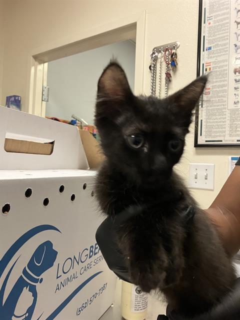 Shelter Stray Male Cat last seen Near BLOCK BLCK OLIVE AVE, LONG BEACH, CA 90802, 7700 E Spring St, Long Beach, CA 90815, USA
