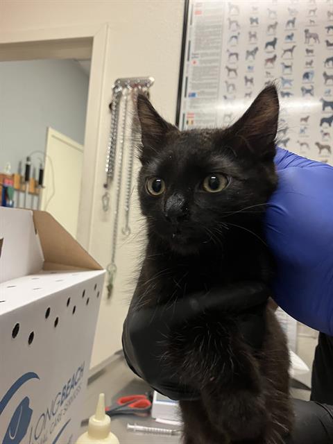 Shelter Stray Male Cat last seen Near BLOCK BLCK OLIVE AVE, LONG BEACH, CA 90802, 7700 E Spring St, Long Beach, CA 90815, USA
