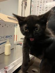 Shelter Stray Female Cat last seen Near BLOCK BLCK OLIVE AVE, LONG BEACH, CA 90802, 7700 E Spring St, Long Beach, CA 90815, USA