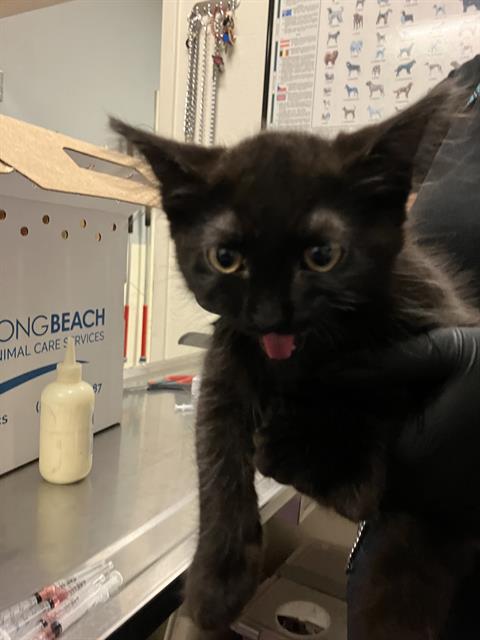 Shelter Stray Female Cat last seen Near BLOCK BLCK OLIVE AVE, LONG BEACH, CA 90802, 7700 E Spring St, Long Beach, CA 90815, USA