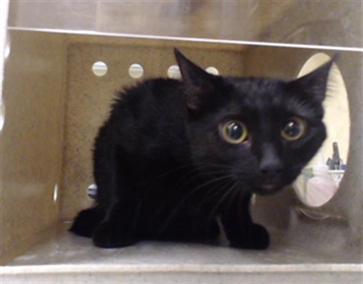 Shelter Stray Female Cat last seen Near BLOCK W NEVADA PL, DENVER CO 80219, 1241 W Bayaud Ave, Denver, CO 80223, USA
