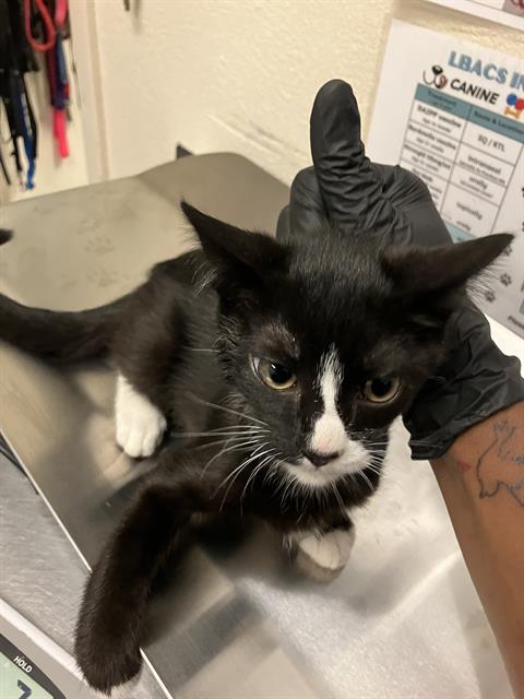 Shelter Stray Female Cat last seen Near BLOCK BLCK OLIVE AVE, LONG BEACH, CA 90802, 7700 E Spring St, Long Beach, CA 90815, USA