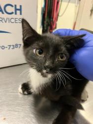 Shelter Stray Female Cat last seen Near BLOCK BLCK OLIVE AVE, LONG BEACH, CA 90802, 7700 E Spring St, Long Beach, CA 90815, USA