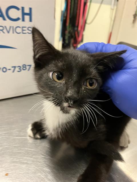 Shelter Stray Female Cat last seen Near BLOCK BLCK OLIVE AVE, LONG BEACH, CA 90802, 7700 E Spring St, Long Beach, CA 90815, USA