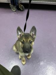 Shelter Stray Female Dog last seen Near BLK LONG BEACH BLVD, LONG BEACH, CA 90806, 7700 E Spring St, Long Beach, CA 90815, USA