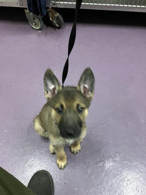 Shelter Stray Female Dog last seen Near BLK LONG BEACH BLVD, LONG BEACH, CA 90806, 7700 E Spring St, Long Beach, CA 90815, USA