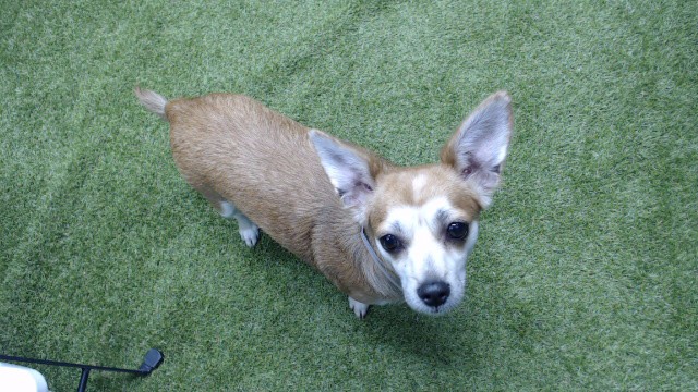 Shelter Stray Female Dog last seen , 11258 Garfield Ave, Downey, CA 90242, USA