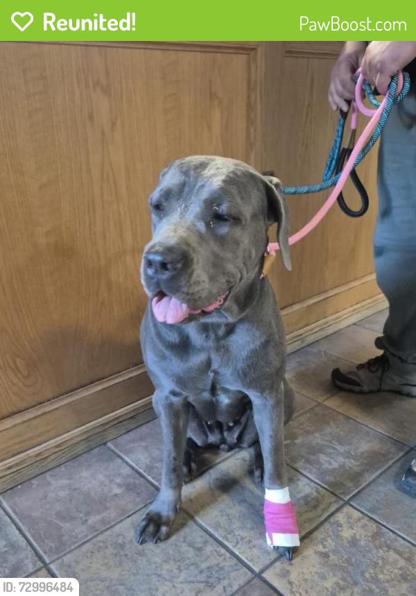 Reunited Female Dog last seen St charles st W, Maryhill, ON N0B 2B0