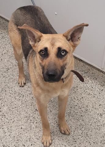 Shelter Stray Female Dog last seen BUCHANAN ST & LAWTON ST DETROIT, MI 48208, 7401 Chrysler Dr, Detroit, MI 48211, USA