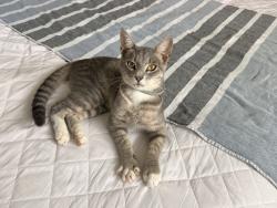 Found/Stray Unknown Cat last seen Nicholson & West 25th Street, Houston, TX 77008