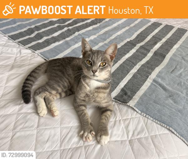 Found/Stray Unknown Cat last seen Nicholson & West 25th Street, Houston, TX 77008