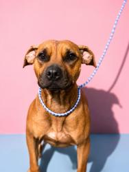 Shelter Stray Female Dog last seen Near BLOCK W 22ND ST, 2020 Forest St, Jacksonville, FL 32204, USA