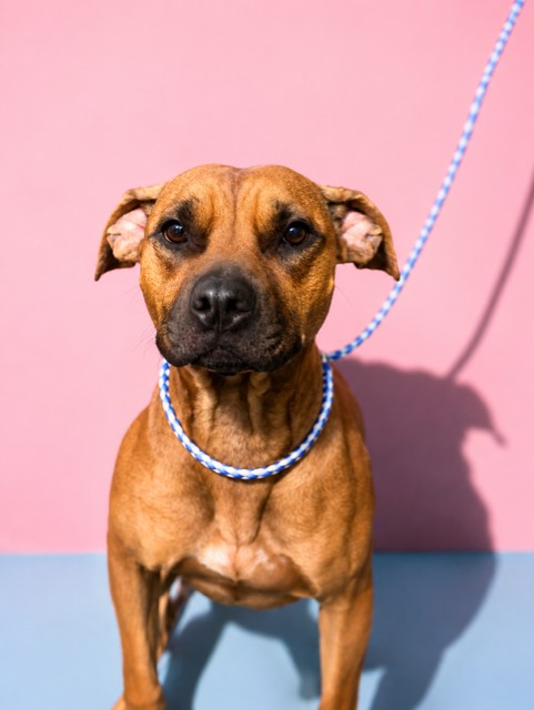 Shelter Stray Female Dog last seen Near BLOCK W 22ND ST, 2020 Forest St, Jacksonville, FL 32204, USA