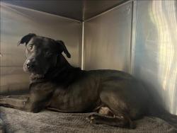 Shelter Stray Male Dog last seen , 957 N Gaffey St, San Pedro, CA 90731, USA