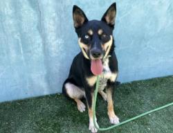 Shelter Stray Male Dog last seen , West Valley Animal Shelter, 20655 Plummer St, Chatsworth, CA 91311, USA