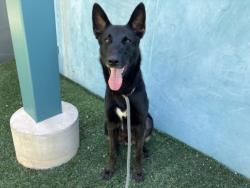Shelter Stray Male Dog last seen , West Valley Animal Shelter, 20655 Plummer St, Chatsworth, CA 91311, USA