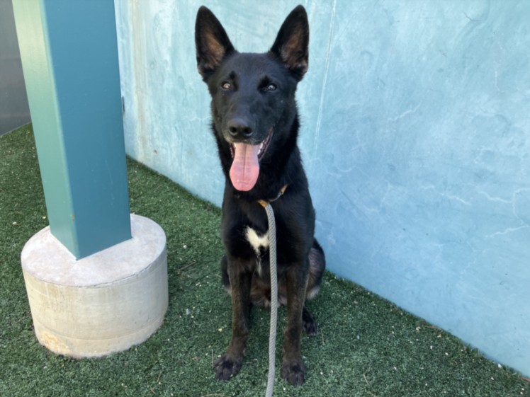 Shelter Stray Male Dog last seen , West Valley Animal Shelter, 20655 Plummer St, Chatsworth, CA 91311, USA