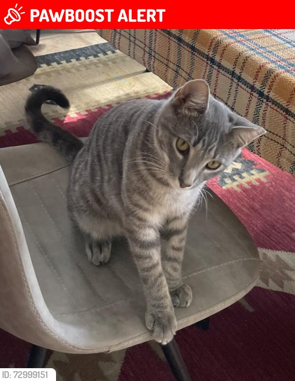 Lost Male Cat last seen Branch Chapel Church Road, Johnston County, NC 27576