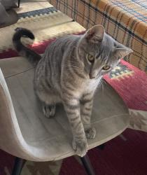 Lost Male Cat last seen Branch Chapel Church Road, Johnston County, NC 27576