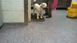 Shelter Stray Female Dog last seen CHARLOTTE, 8315 Byrum Dr, Charlotte, NC 28217, USA