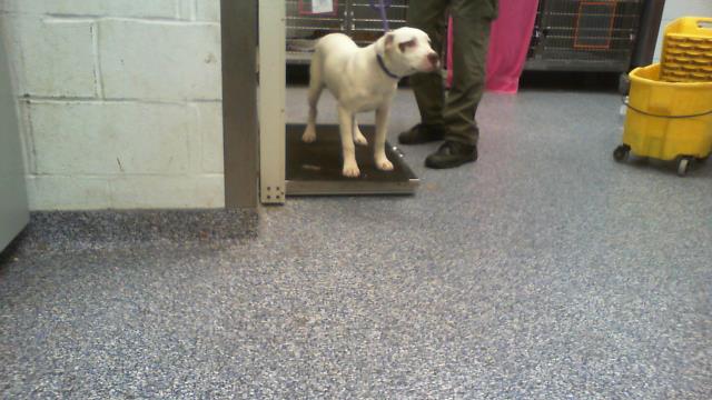 Shelter Stray Female Dog last seen CHARLOTTE, 8315 Byrum Dr, Charlotte, NC 28217, USA