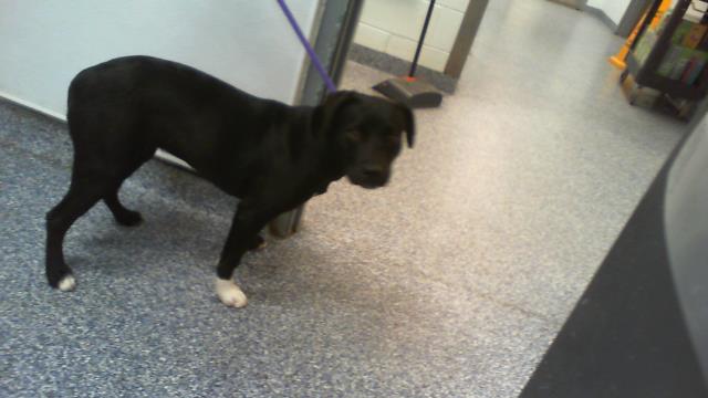 Shelter Stray Female Dog last seen CHARLOTTE, 8315 Byrum Dr, Charlotte, NC 28217, USA