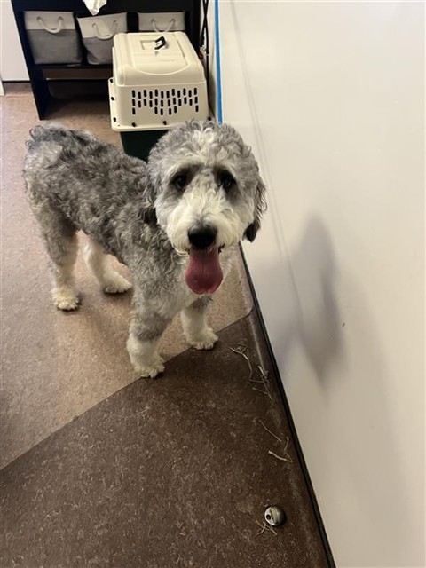 Shelter Stray Male Dog last seen HANLEY AND DALE, 1705 S Hanley Rd, Brentwood, MO 63144, USA