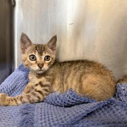 Shelter Stray Female Cat last seen VICKERS AVE, 4710 TX-151, San Antonio, TX 78227, USA