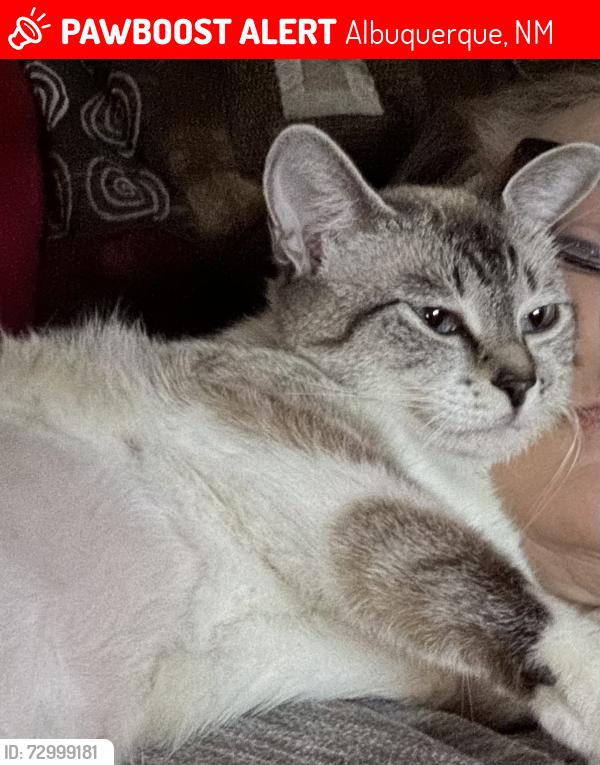 Lost Female Cat last seen Coors & I-40, Albuquerque, NM 87102