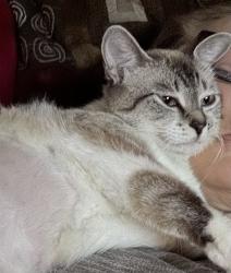 Lost Female Cat last seen Coors & I-40, Albuquerque, NM 87102