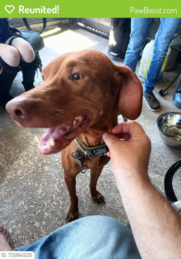Reunited Female Dog last seen At moorcreek Dr 12115, Houston, TX 77070