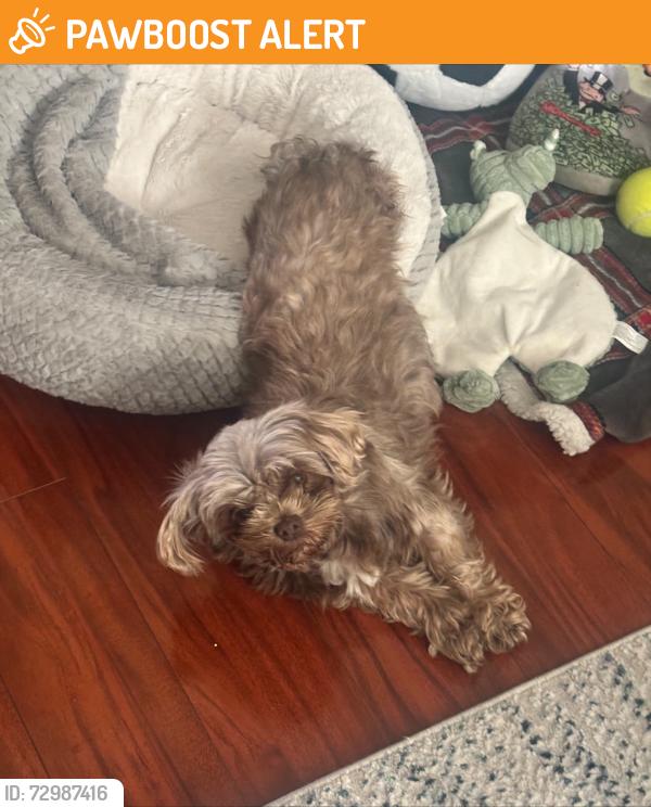 Found/Stray Female Dog last seen North Arizona ave and 1st, East Los Angeles, CA 90022