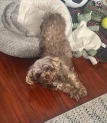 Found/Stray Female Dog last seen North Arizona ave and 1st, East Los Angeles, CA 90022
