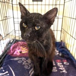 Shelter Stray Unknown Cat last seen Near BLOCK S ZARZAMORA, 4710 TX-151, San Antonio, TX 78227, USA