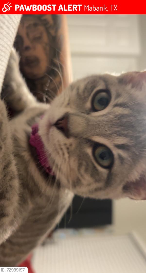 Lost Female Cat last seen Casey’s, Mabank, TX 75147