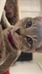 Lost Female Cat last seen Casey’s, Mabank, TX 75147