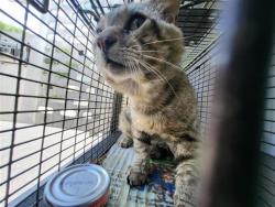 Shelter Stray Male Cat last seen , 4710 TX-151, San Antonio, TX 78227, USA