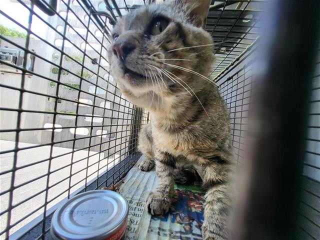 Shelter Stray Male Cat last seen , 4710 TX-151, San Antonio, TX 78227, USA