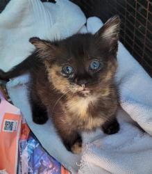 Shelter Stray Female Cat last seen Near BLOCK NORTH KNOLL, 4710 TX-151, San Antonio, TX 78227, USA