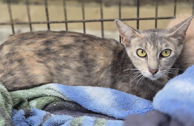 Shelter Stray Female Cat last seen Near BLOCK WALTON, 4710 TX-151, San Antonio, TX 78227, USA