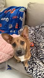 Found/Stray Male Dog last seen At Sandalfoot cove park, Boca Raton, FL 33428