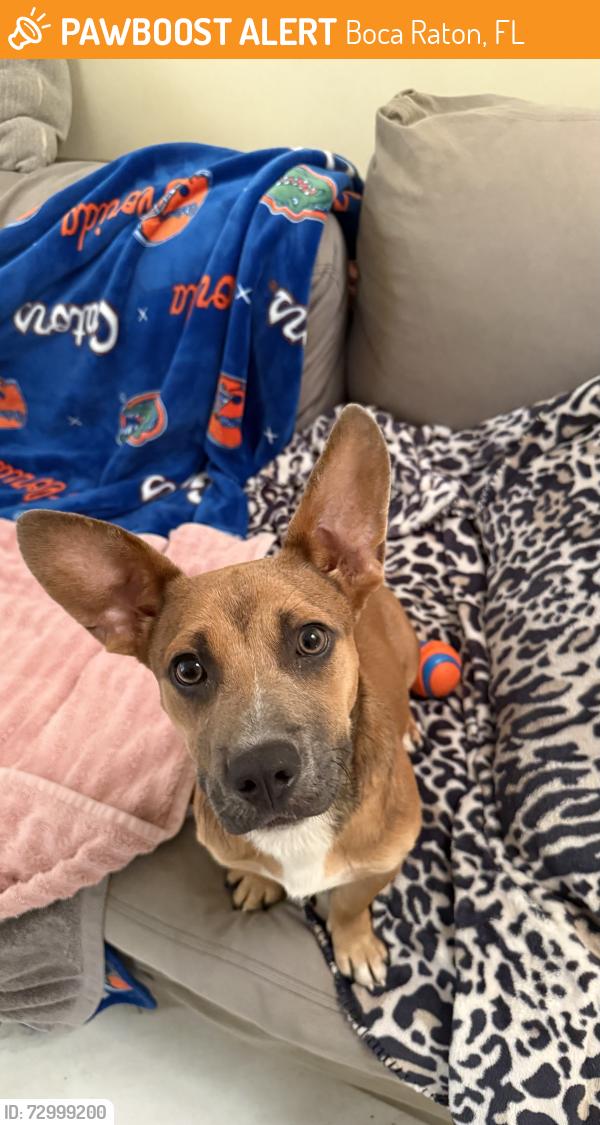 Found/Stray Male Dog last seen At Sandalfoot cove park, Boca Raton, FL 33428