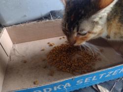 Found/Stray Female Cat last seen Bainbridge road and pelican, Magnolia, TX 77355