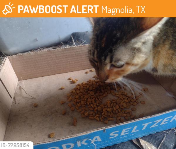 Found/Stray Female Cat last seen Bainbridge road and pelican, Magnolia, TX 77355
