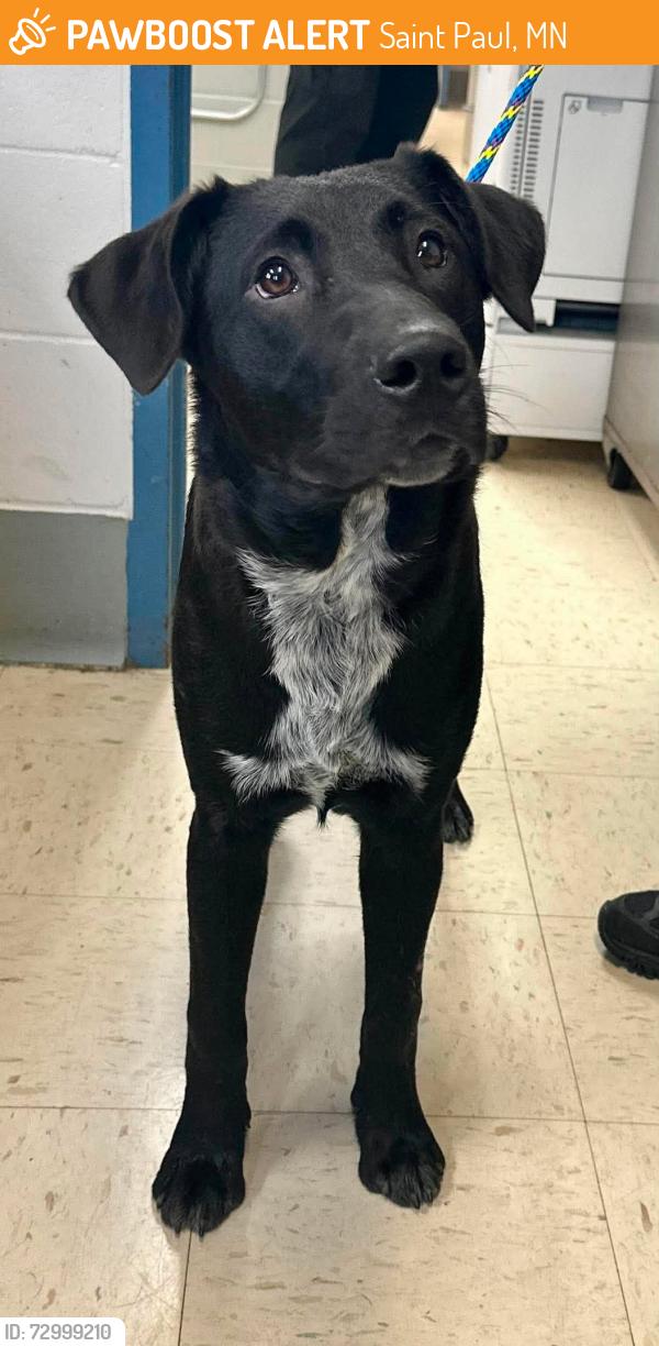 Found/Stray Male Dog last seen Burns and Mounds Blvd, Saint Paul, MN 55106