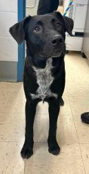 Found/Stray Male Dog last seen Burns and Mounds Blvd, Saint Paul, MN 55106
