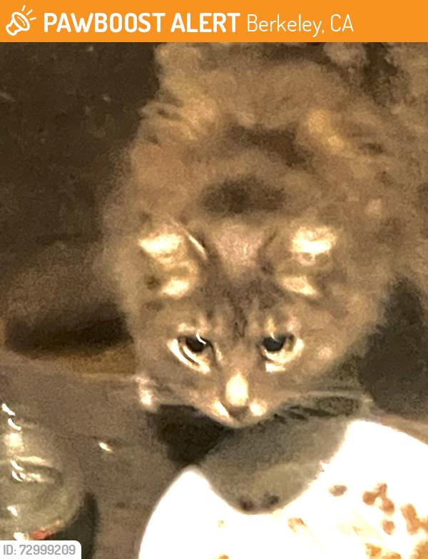 Found/Stray Female Cat last seen Gilman, Berkeley, CA 94702
