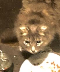Found/Stray Female Cat last seen Gilman, Berkeley, CA 94702