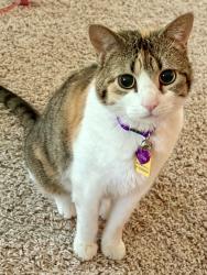 Lost Female Cat last seen Chelsea Woods Neighborhood , Plymouth, MN 55447